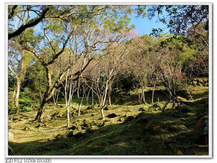 石門水庫-山櫻花