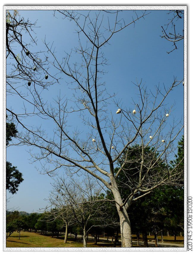 暨南大學大草地