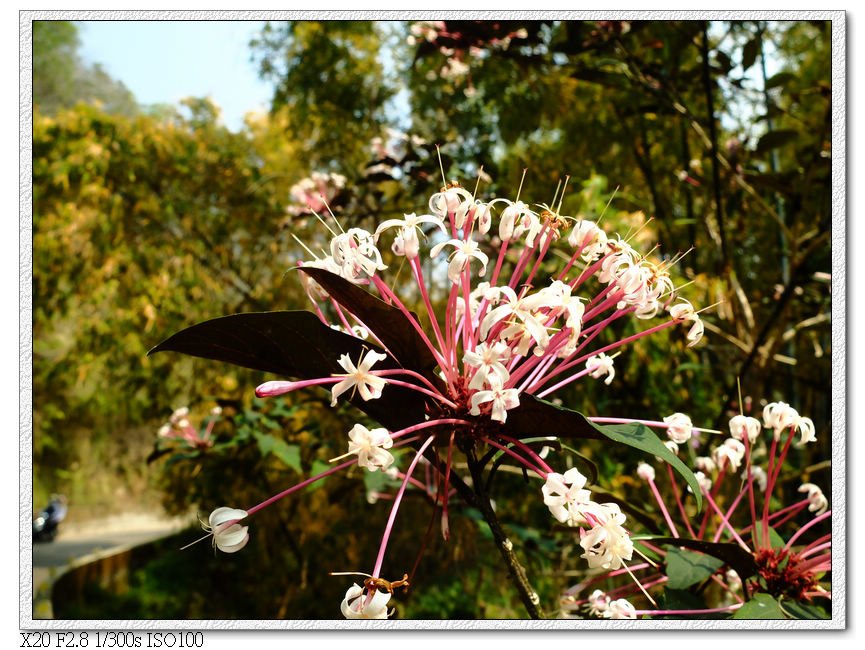 路邊的花