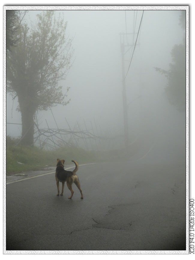 濃霧中跟著小黃的腳步