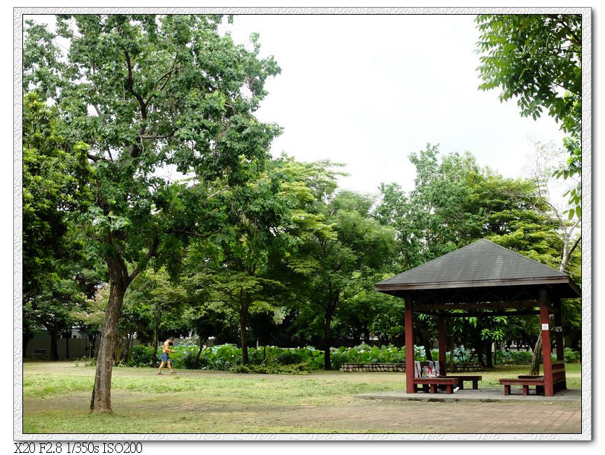 景賢公園的荷花池,過東山國中就看到了