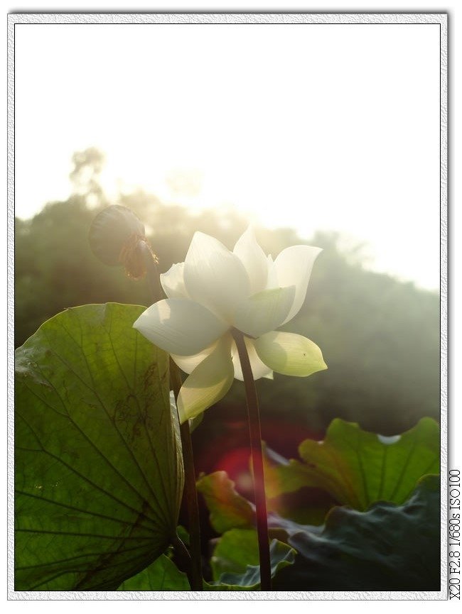 早上的荷花