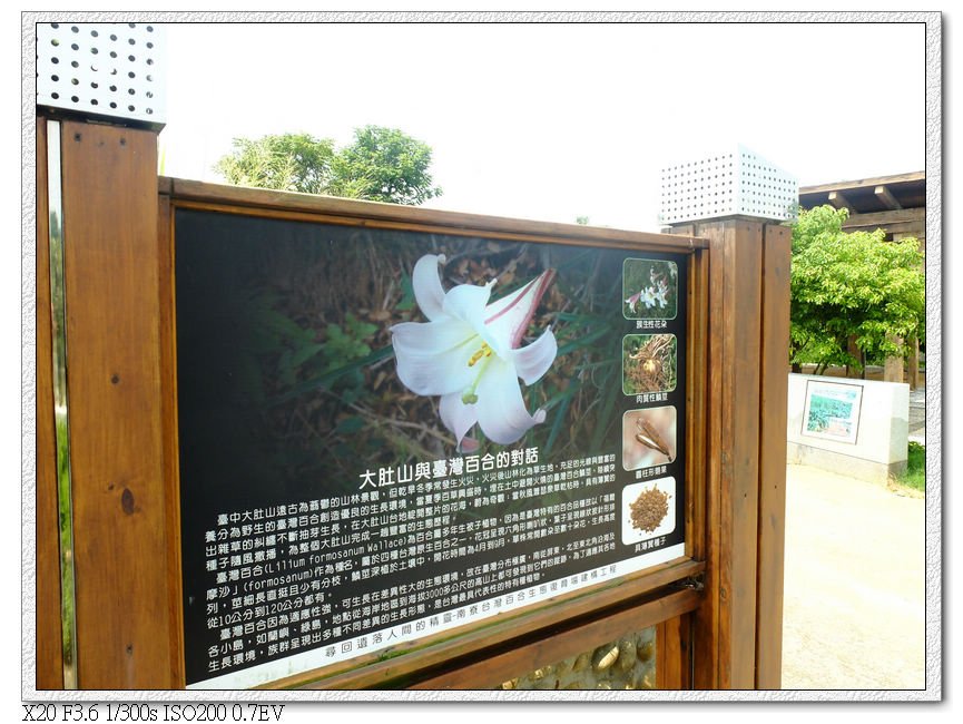 大肚南寮台灣百合