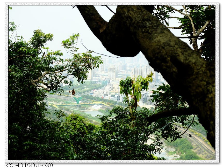 透過樹看到的大坑景觀橋,今天空氣不好,霧濛濛的