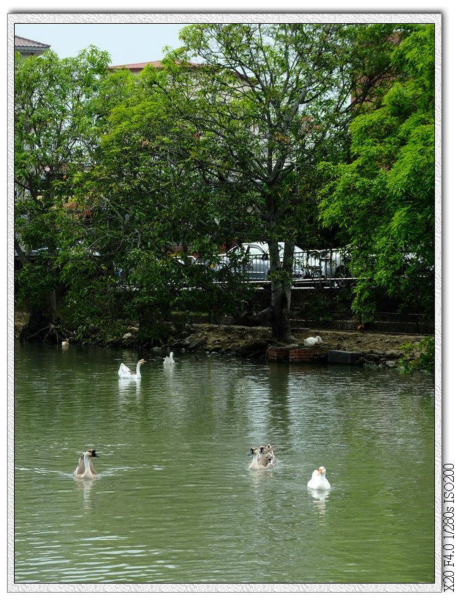 萊園.肥鵝