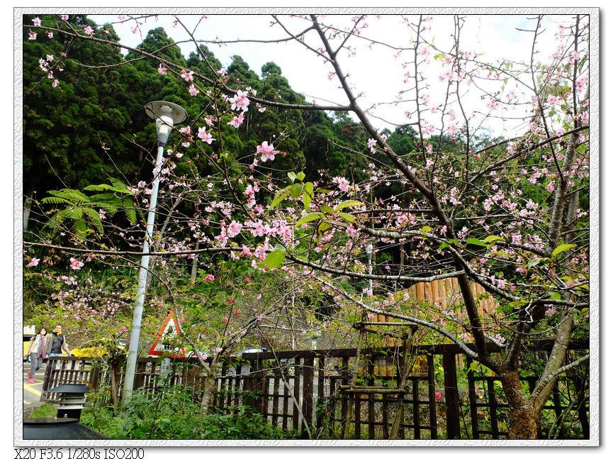 山櫻花開了