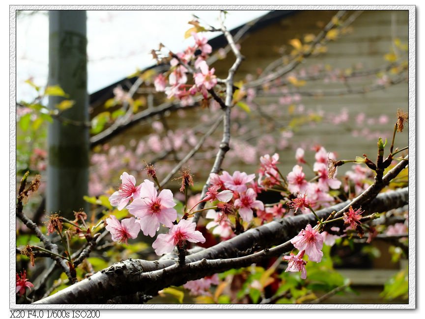 山櫻花開了