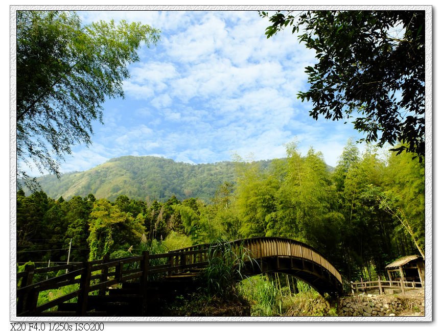 奮起湖杉林棧道