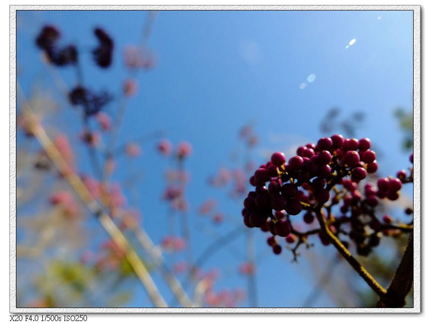 山上很多這種紫色的...杜虹花的果實?