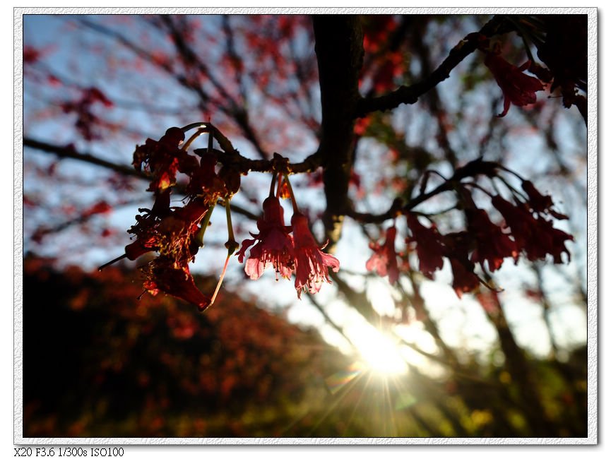 松鶴櫻花