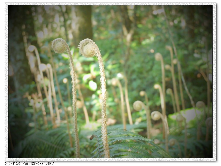 登山口前的蕨類