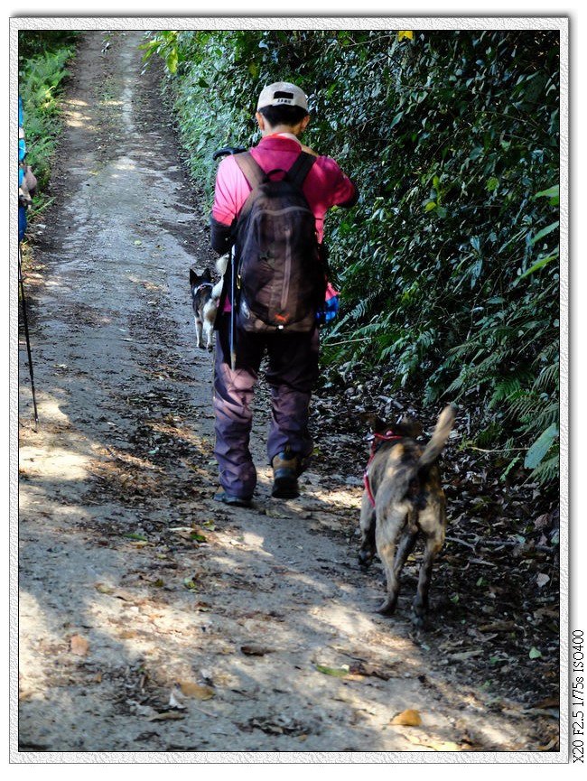 一位登山客跟兩隻很厲害的登山口,跟他們一起下山