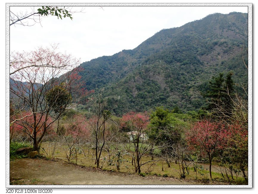 松鶴登山口櫻花林