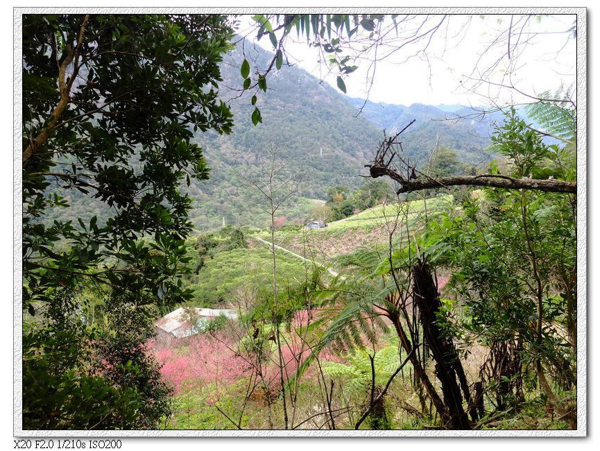 松鶴登山口櫻花林