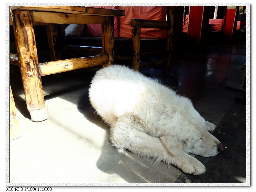 黑帳篷咖啡的大白獒犬,下午是睡覺時間