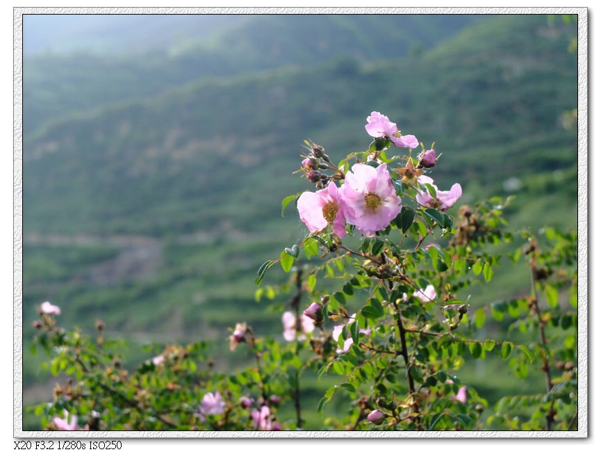 對面山坡的小花