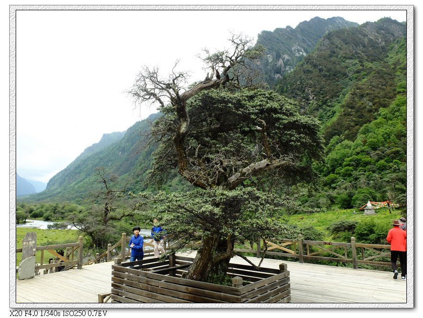 最後一站-人蔘果坪-天然盆景