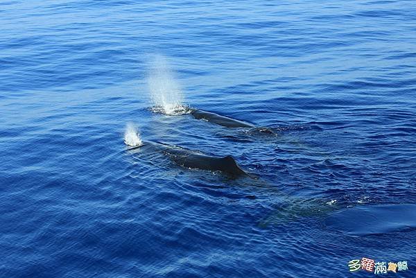 2023/09/13 花蓮外海巧遇20多頭抹香鯨