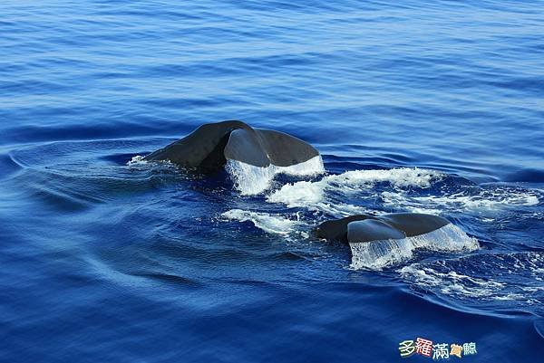 2023/09/13 花蓮外海巧遇20多頭抹香鯨