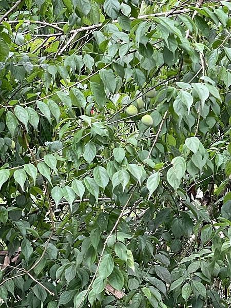LINE_ALBUM_20250413路觀_250418_6.jpg