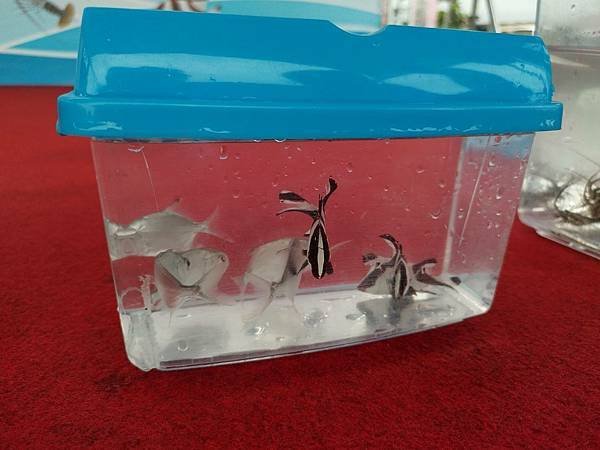 1130607野柳 海洋放流