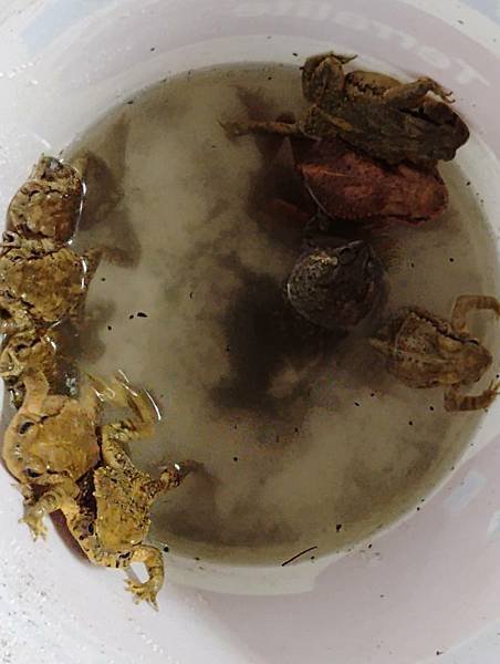 1140510 學生體驗戶外生活