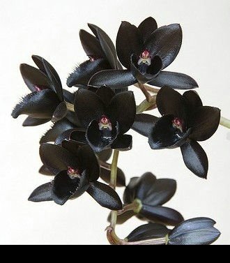 black flower