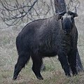 Takin (Small).jpg