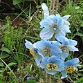 blue poppy 13 (Small).JPG