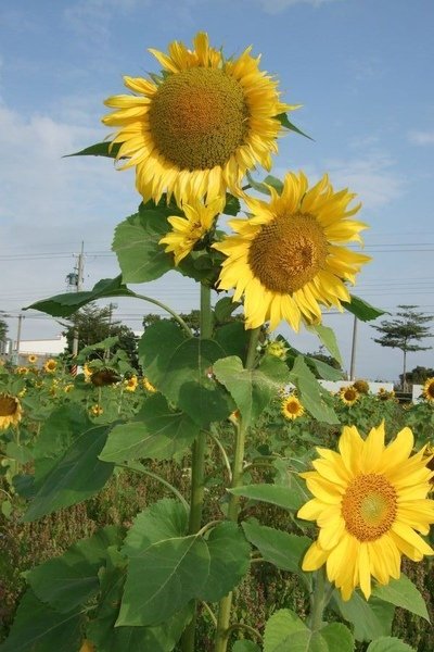 Sunflower-1.jpg