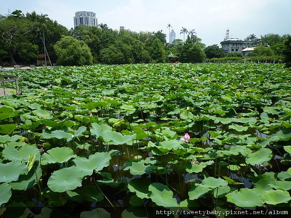 台北植物園 060.JPG