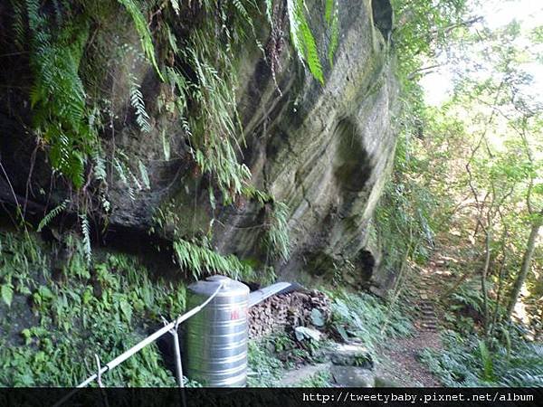 樹梅古道.拇指山 043.JPG