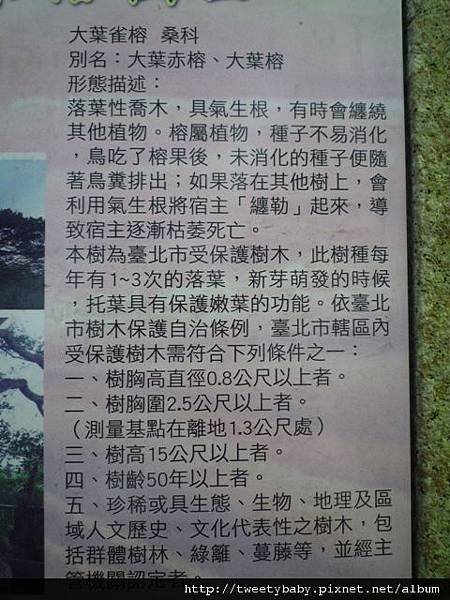 龍山洞市503基點.虎山自然步道.三清宮大葉雀榕 066