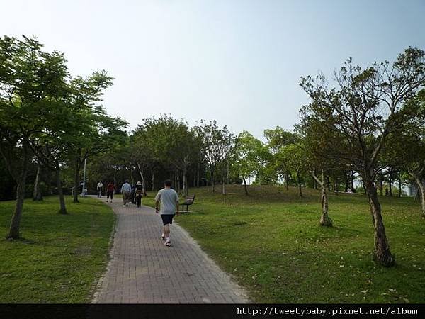 大安森林公園賞流蘇 101