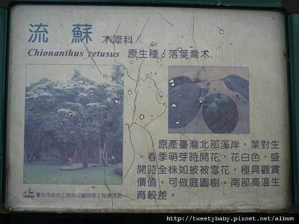 大安森林公園賞流蘇 105