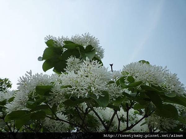 大安森林公園賞流蘇 107