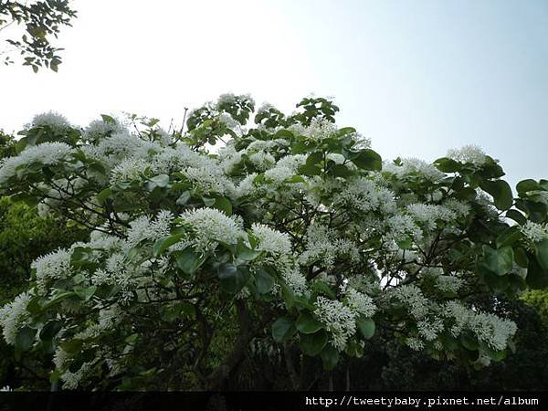 大安森林公園賞流蘇 108