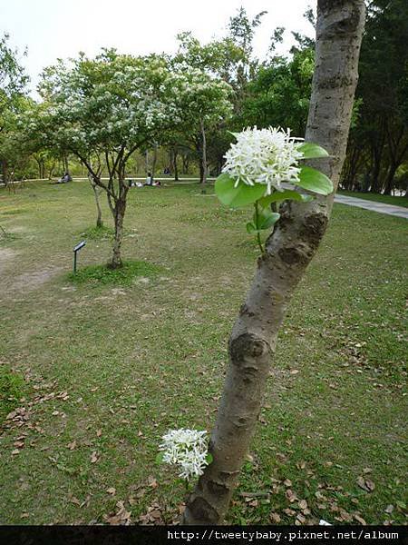 大安森林公園賞流蘇 111