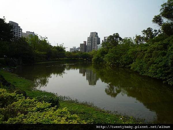 大安森林公園賞流蘇 130