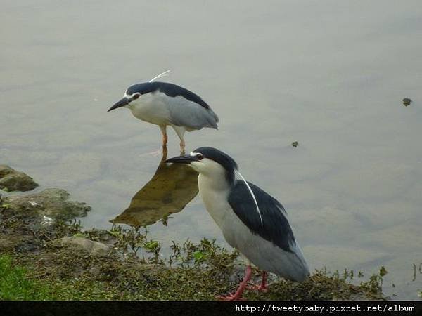 大安森林公園賞流蘇 132