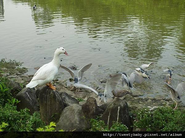 大安森林公園賞流蘇 137