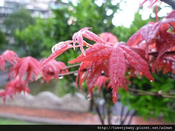 龍門國中流蘇花.鵝角格山.北市市80 016