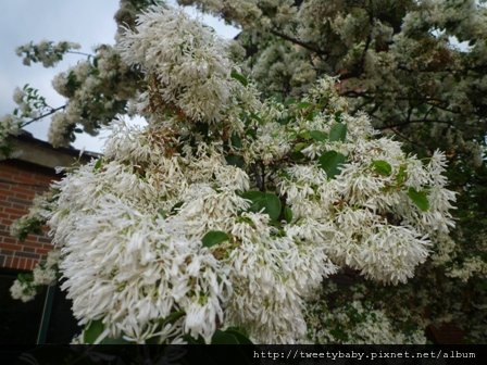 龍門國中流蘇花.鵝角格山.北市市80 020