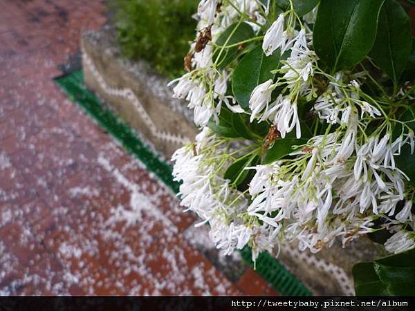 龍門國中流蘇花.鵝角格山.北市市80 022