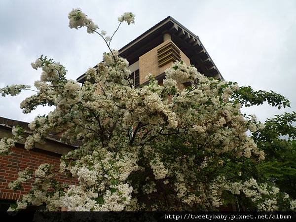 龍門國中流蘇花.鵝角格山.北市市80 032