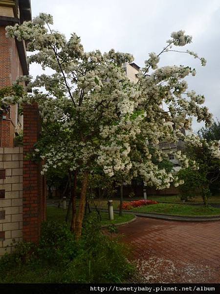 龍門國中流蘇花.鵝角格山.北市市80 033