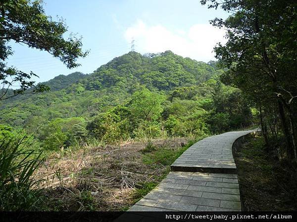 龍門國中流蘇花.鵝角格山.北市市80 054