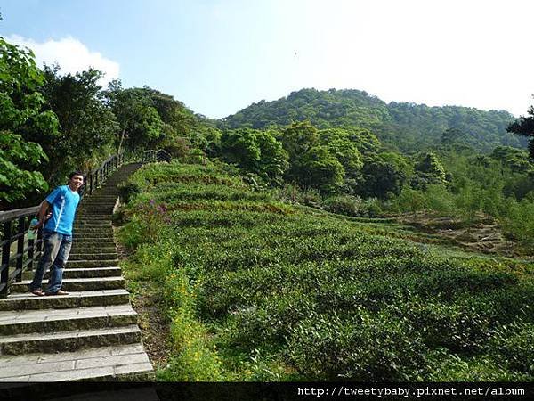 龍門國中流蘇花.鵝角格山.北市市80 056