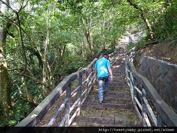 龍門國中流蘇花.鵝角格山.北市市80 058