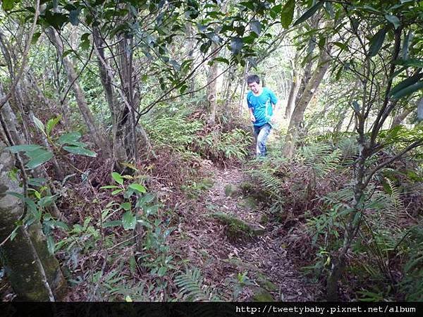 龍門國中流蘇花.鵝角格山.北市市80 067